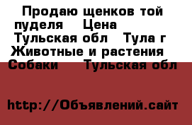 Продаю щенков той-пуделя  › Цена ­ 15 000 - Тульская обл., Тула г. Животные и растения » Собаки   . Тульская обл.